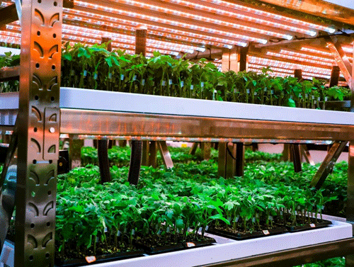 LED植物照明灯助力浙江桂山乡数字化工厂培育番茄苗